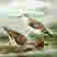 Terek Sandpiper
